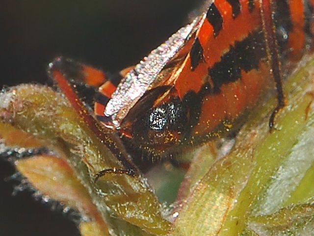 Rhynocoris rubricus